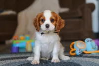 Boris, a male Cavalier King Charles Spaniel for sale in Sugarcreek, OH – Photo 1 of 5