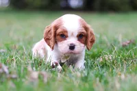 Boris, a male Cavalier King Charles Spaniel for sale in Sugarcreek, OH – Photo 7 of 8