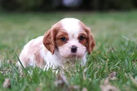 Boris, a male Cavalier King Charles Spaniel for sale in Sugarcreek, OH – Photo 6 of 8