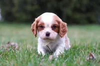 Boris, a male Cavalier King Charles Spaniel for sale in Sugarcreek, OH – Photo 4 of 8