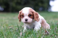 Boris, a male Cavalier King Charles Spaniel for sale in Sugarcreek, OH – Photo 3 of 8