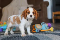 Boris, a male Cavalier King Charles Spaniel for sale in Sugarcreek, OH – Photo 2 of 5