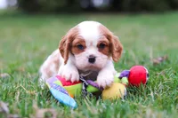 Boris, a male Cavalier King Charles Spaniel for sale in Sugarcreek, OH – Photo 1 of 8