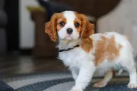 Boris, a male Cavalier King Charles Spaniel for sale in Sugarcreek, OH – Photo 3 of 5