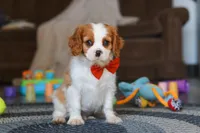 Dane, a male Cavalier King Charles Spaniel for sale in Sugarcreek, OH – Photo 6 of 7