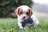 Dane, a male Cavalier King Charles Spaniel for sale in Sugarcreek, OH – Photo 2 of 6