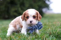 Dane, a male Cavalier King Charles Spaniel for sale in Sugarcreek, OH – Photo 5 of 6