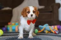 Dane, a male Cavalier King Charles Spaniel for sale in Sugarcreek, OH – Photo 2 of 7