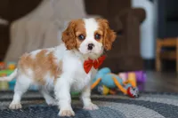 Dane, a male Cavalier King Charles Spaniel for sale in Sugarcreek, OH – Photo 3 of 7