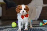 Dane, a male Cavalier King Charles Spaniel for sale in Sugarcreek, OH – Photo 5 of 7