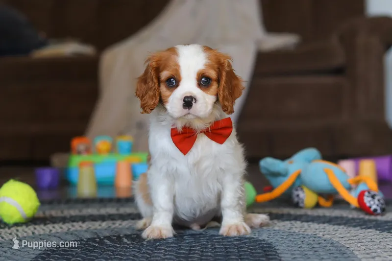 Dane – Cavalier King Charles Spaniel puppy for sale in Sugarcreek, OH