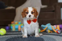 Dane, a male Cavalier King Charles Spaniel for sale in Sugarcreek, OH – Photo 1 of 7