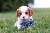 Dane, a male Cavalier King Charles Spaniel for sale in Sugarcreek, OH – Photo 1 of 6