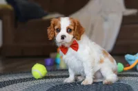 Dane, a male Cavalier King Charles Spaniel for sale in Sugarcreek, OH – Photo 7 of 7