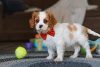 Dane, a male Cavalier King Charles Spaniel for sale in Sugarcreek, OH – Photo 4 of 7