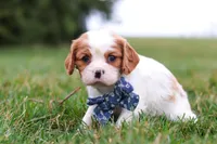 Dane, a male Cavalier King Charles Spaniel for sale in Sugarcreek, OH – Photo 4 of 6