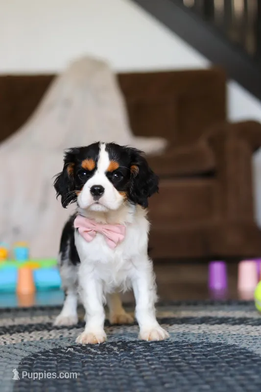 Oliver – Cavalier King Charles Spaniel puppy for sale in Sugarcreek, OH