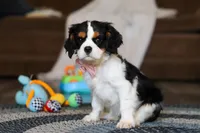 Oliver, a male Cavalier King Charles Spaniel for sale in Sugarcreek, OH – Photo 4 of 6