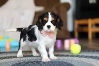 Oliver, a male Cavalier King Charles Spaniel for sale in Sugarcreek, OH – Photo 6 of 6