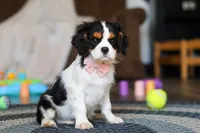Oliver, a male Cavalier King Charles Spaniel for sale in Sugarcreek, OH – Photo 3 of 6