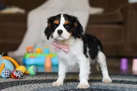 Oliver, a male Cavalier King Charles Spaniel for sale in Sugarcreek, OH – Photo 5 of 6