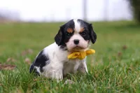 Oliver, a male Cavalier King Charles Spaniel for sale in Sugarcreek, OH – Photo 3 of 7