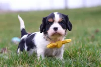 Oliver, a male Cavalier King Charles Spaniel for sale in Sugarcreek, OH – Photo 6 of 7
