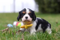 Oliver, a male Cavalier King Charles Spaniel for sale in Sugarcreek, OH – Photo 2 of 7