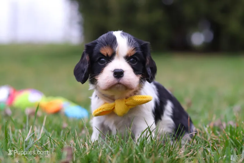 Oliver – Cavalier King Charles Spaniel puppy for sale in Sugarcreek, OH
