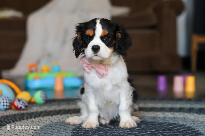 Oliver – Cavalier King Charles Spaniel puppy for sale in Sugarcreek, OH