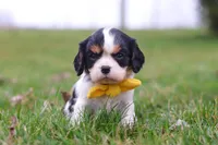 Oliver, a male Cavalier King Charles Spaniel for sale in Sugarcreek, OH – Photo 7 of 7
