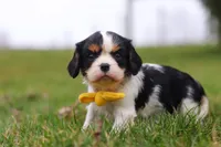 Oliver, a male Cavalier King Charles Spaniel for sale in Sugarcreek, OH – Photo 4 of 7
