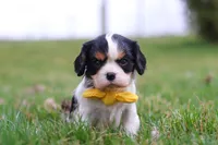 Oliver, a male Cavalier King Charles Spaniel for sale in Sugarcreek, OH – Photo 5 of 7