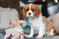 Oscar, a male Cavalier King Charles Spaniel for sale in Sugarcreek, OH – Photo 6 of 6