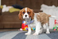Oscar, a male Cavalier King Charles Spaniel for sale in Sugarcreek, OH – Photo 4 of 6