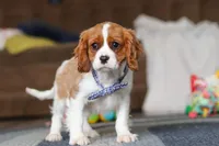 Oscar, a male Cavalier King Charles Spaniel for sale in Sugarcreek, OH – Photo 5 of 6