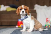 Oscar, a male Cavalier King Charles Spaniel for sale in Sugarcreek, OH – Photo 1 of 6