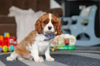 Oscar, a male Cavalier King Charles Spaniel for sale in Sugarcreek, OH – Photo 3 of 6