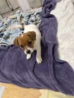 Honey , a female Jack Russell Terrier for sale in Pensacola, FL – 3 of 5