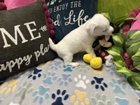 Snow, a female Jack Russell Terrier for sale in Pensacola, FL – 2 of 5
