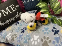 Snow, a female Jack Russell Terrier for sale in Pensacola, FL – 3 of 5