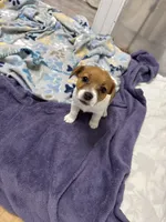 Honey , a female Jack Russell Terrier for sale in Pensacola, FL – 2 of 5