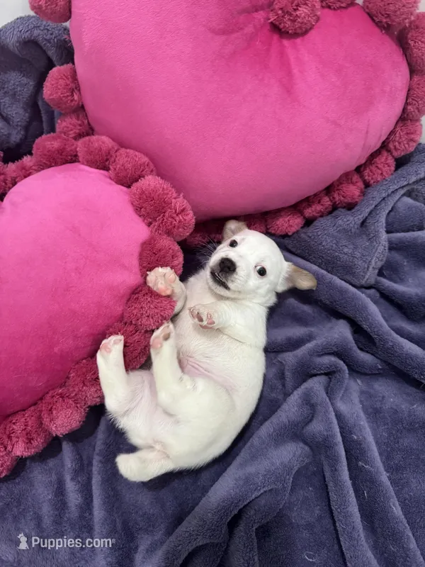 Jack-jack – Jack Russell Terrier puppy for sale in Pensacola, FL
