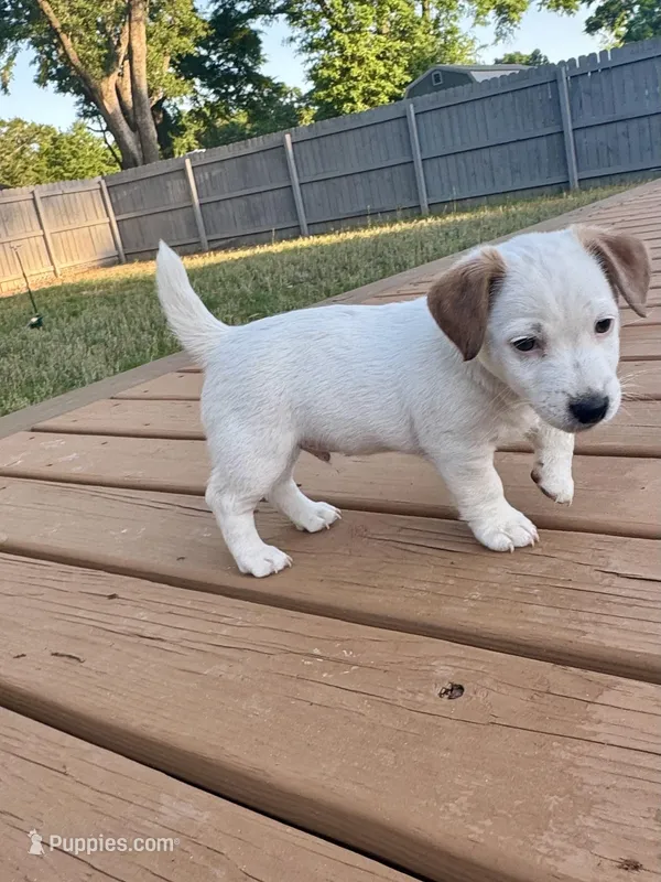 Jack-jack – Jack Russell Terrier puppy for sale in Pensacola, FL