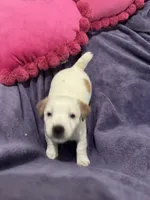 Jack-jack, a male Jack Russell Terrier for sale in Pensacola, FL – Photo 3 of 4