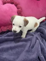 Jack-jack, a male Jack Russell Terrier for sale in Pensacola, FL – Photo 2 of 4