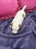 Jack-jack, a male Jack Russell Terrier for sale in Pensacola, FL – Photo 4 of 4