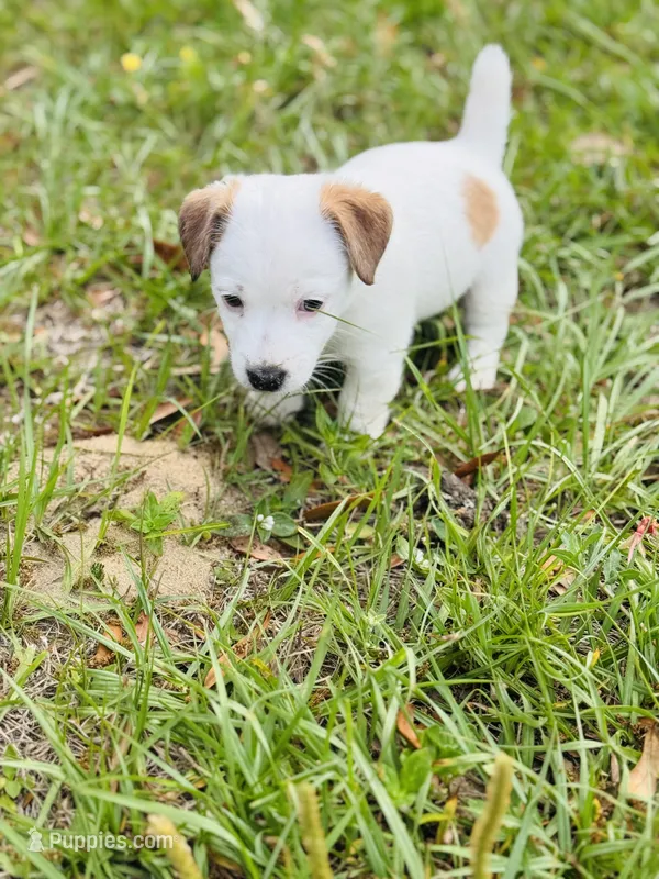 Jack-jack – Jack Russell Terrier puppy for sale in Pensacola, FL