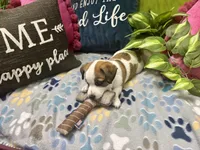 Mocha, a female Jack Russell Terrier for sale in Pensacola, FL – 2 of 5