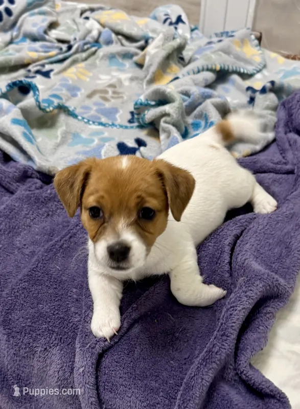 Honey  – Jack Russell Terrier puppy for sale in Pensacola, FL